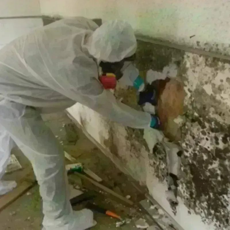 Mold Remediation and Removal in Brooklyn, IA